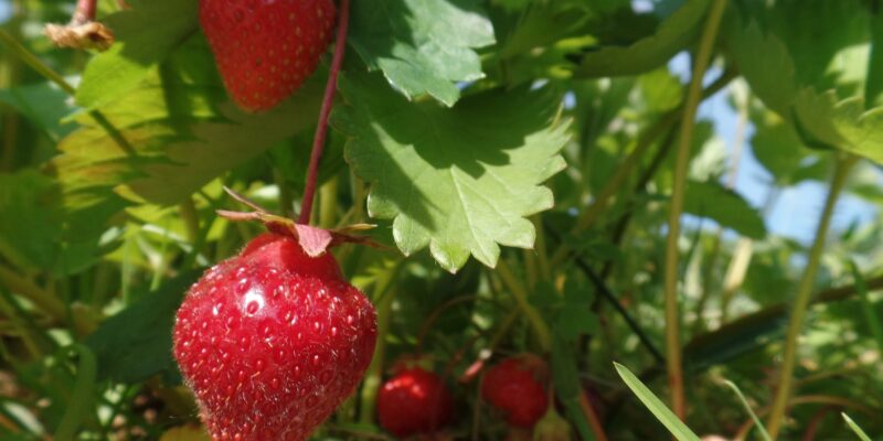 strawberry closeup