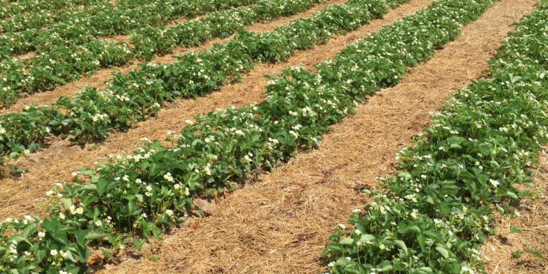 strawberry rows 2