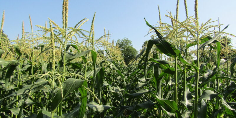 sweet corn 2